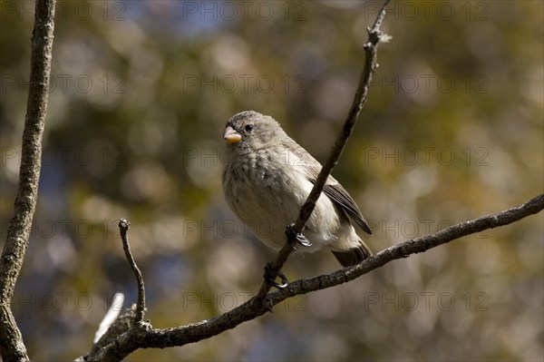 Small-billed Darwinfinch