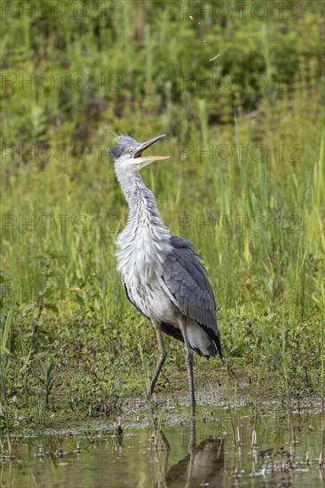 This juvenile grey heron was dive-bombed by black-headed gulls. Lackford Lakes Suffolk