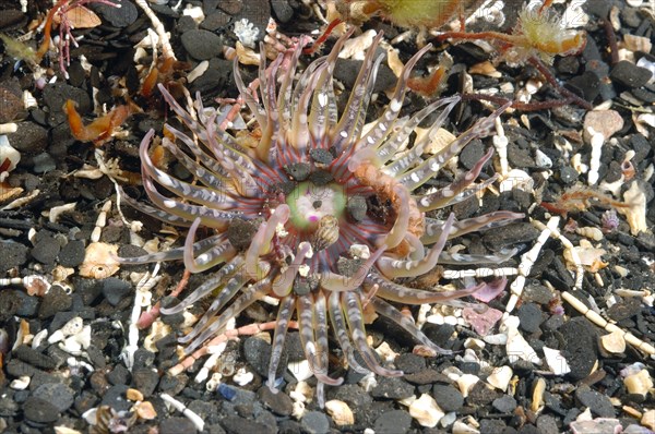Twin anemone