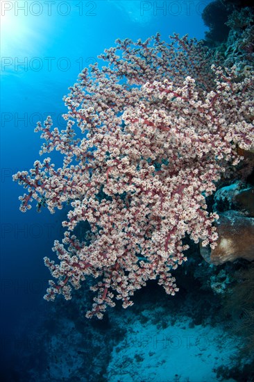 Soft coral