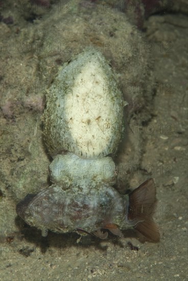 Broadclub cuttlefish