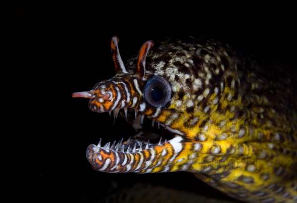 Dragon Moray Eel