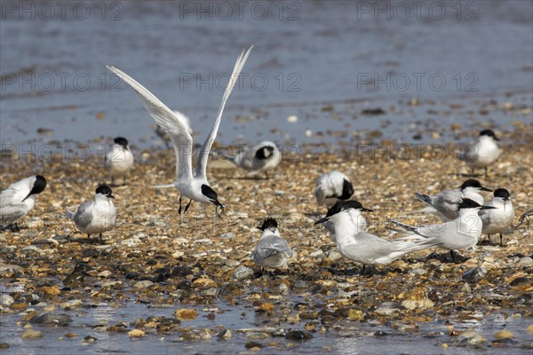 Sandwich tern flies with sand eel over other birds on pebble spit at Scolt Head Island