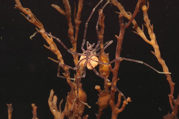 Sea spider