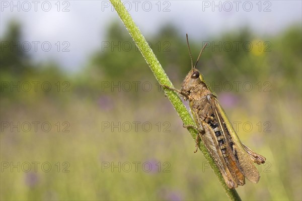 Common Green Grasshopper