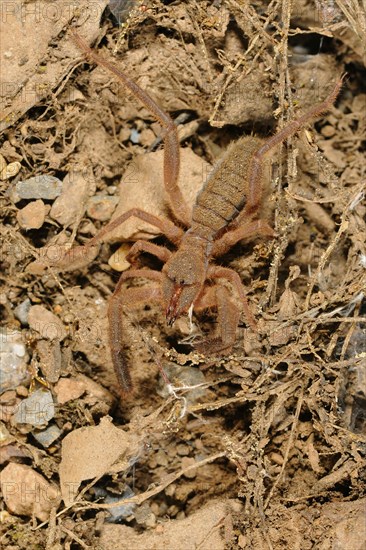 European Sun-spider