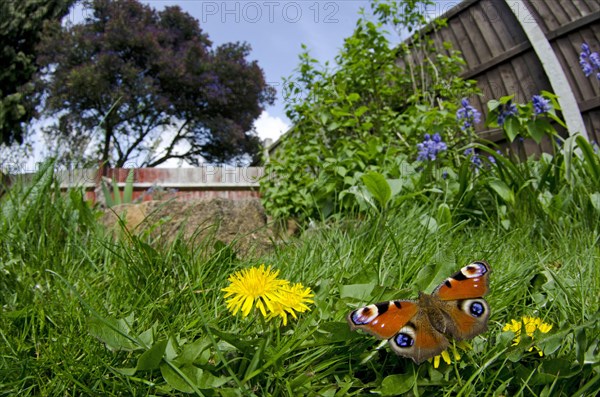 European peacock