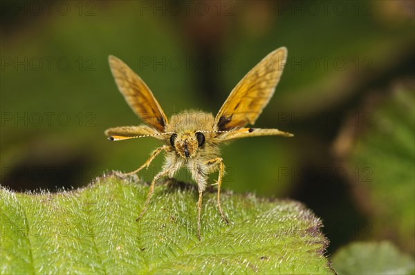 Essex Skipper