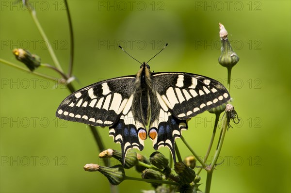 Common Swallowtail