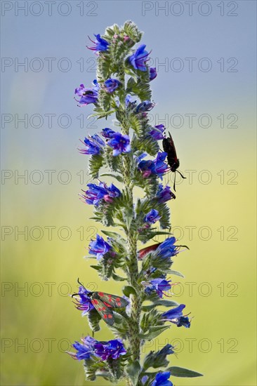 Six-spot burnet