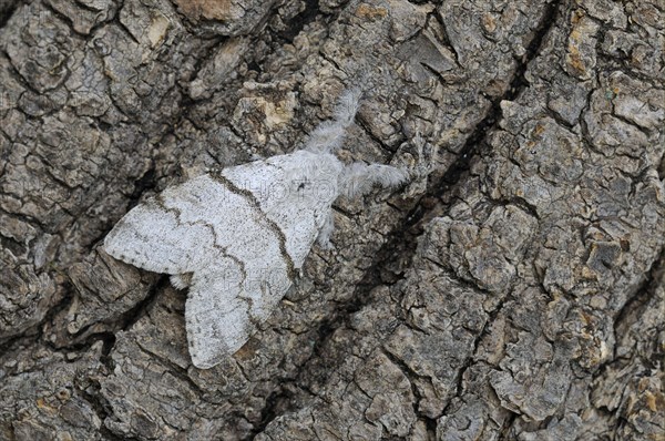 Pale tussock