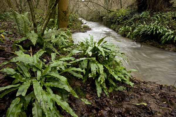 Hart's-tongue Fern