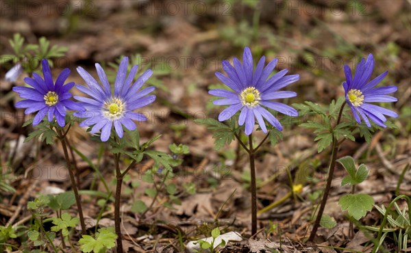 Greek Windflower