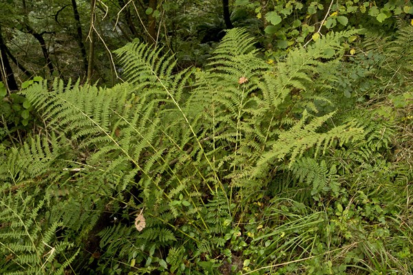 Hay-scented scaly clover