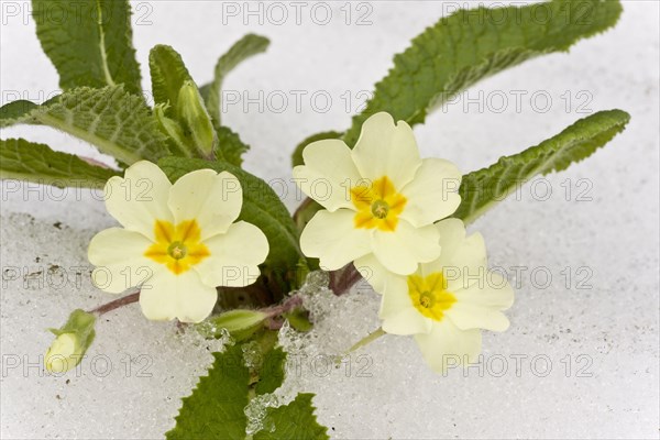 Common Primrose