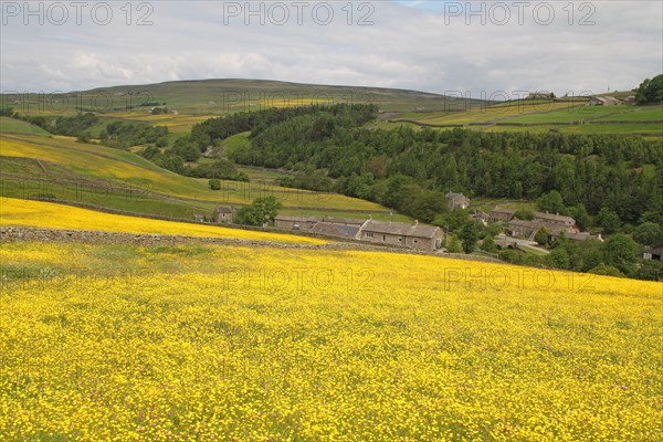 View of upland meadows with Meadow Buttercup