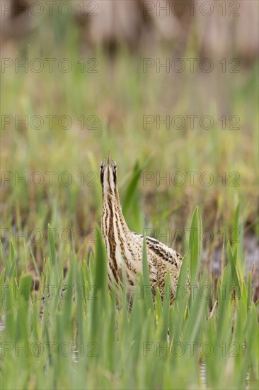 Great Bittern