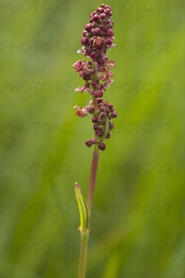 Meadow sorrel