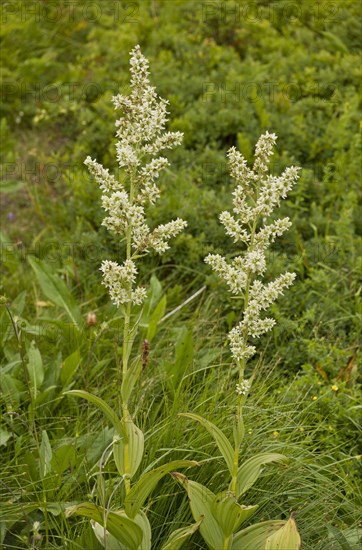 White False Helleborine