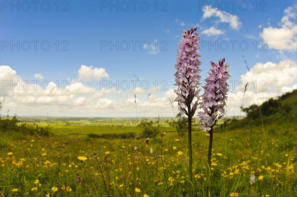 Spotted common spotted orchid