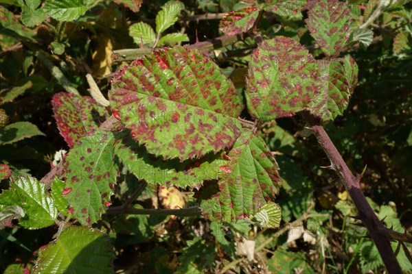 Blackberry rust