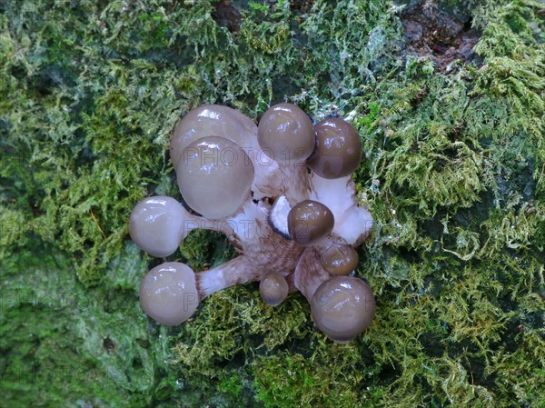 Porcelain fungus