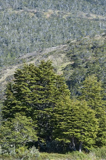 Antarctic antarctic beech