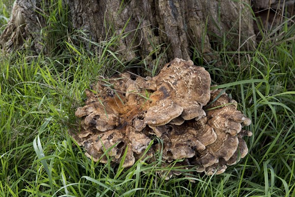 Giant Polypore