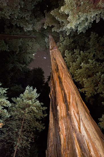 Coast redwood