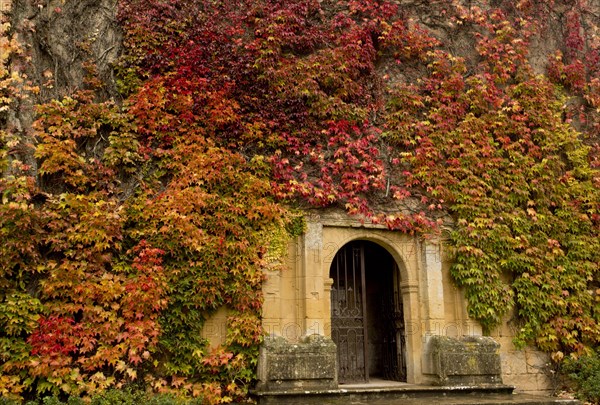 Virginia creeper