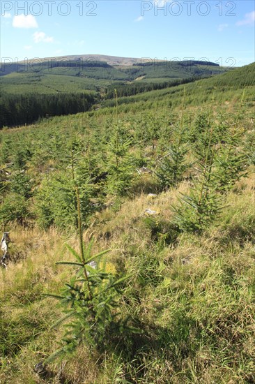 Planting of mixed-age sitka spruce
