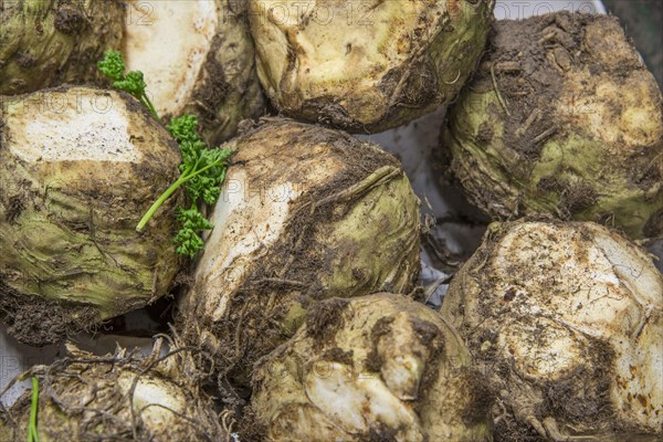 Celeriac