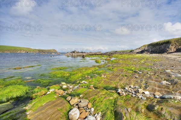 View of rocky coast with seaweed at low tide