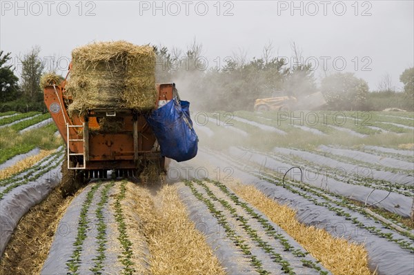 Tractor putting straw between the beds to prevent mud splashes on fruit. Young Elsanta strawberry plants