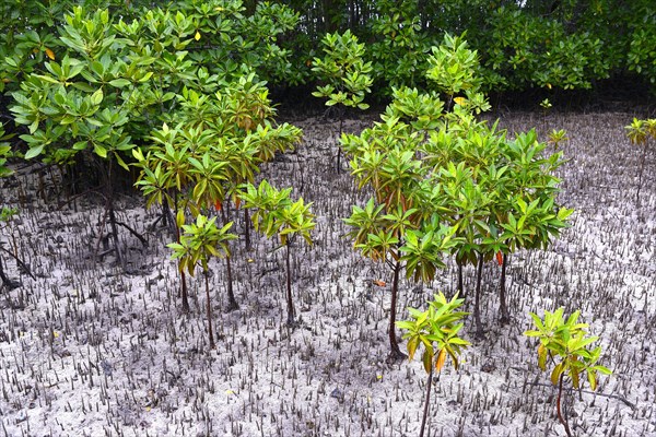 Grey mangrove