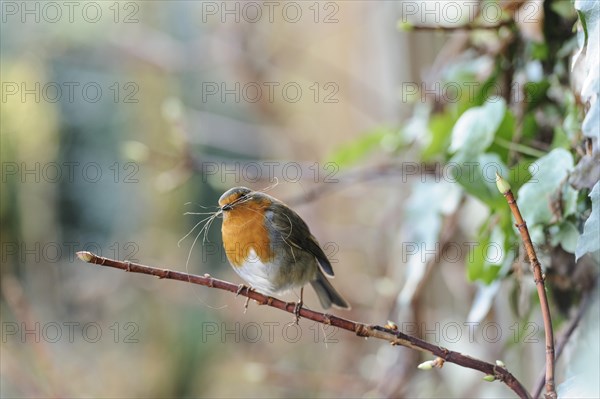 Erithacus rubecula. Robin