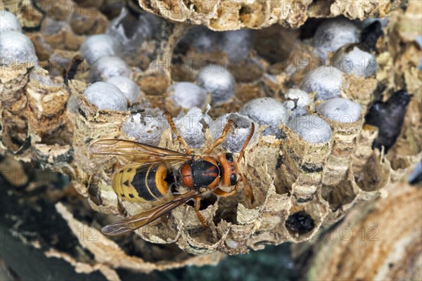 European european hornet