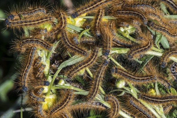 Larvae of the