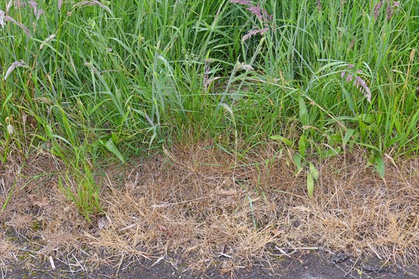 Field margins treated with herbicides