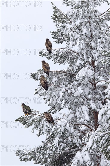 White-tailed eagle