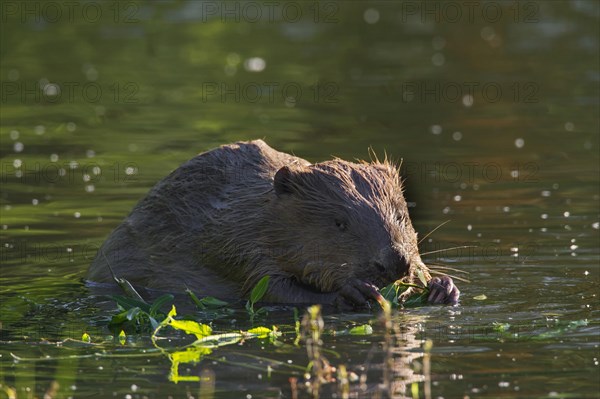 Eurasian beaver