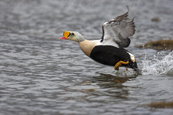 King eider