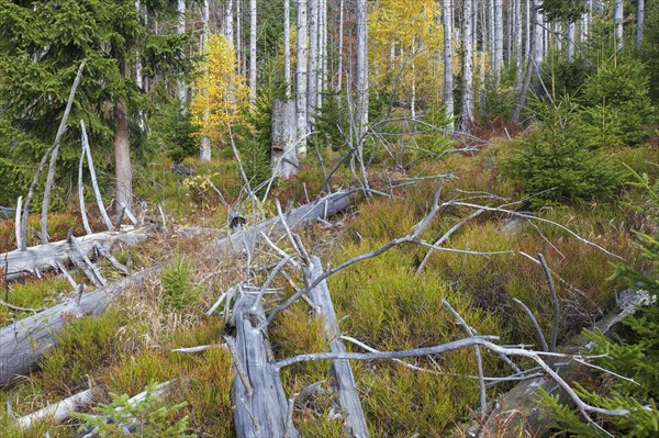 Dead spruce trees infested by the European spruce bark beetle