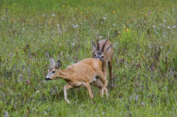 European european roe deer