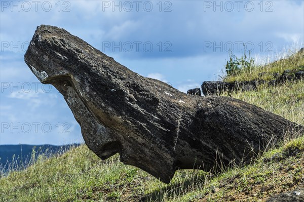 Moai in Rano Raraku