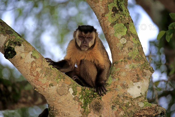 Brown Capuchin