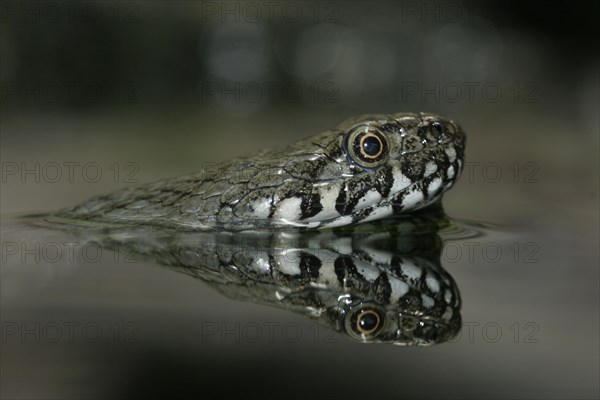 Viperine Water Snake