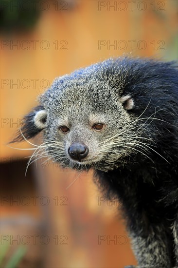 Binturong