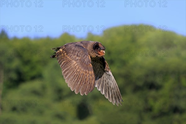 Sao Tome Barn Owl