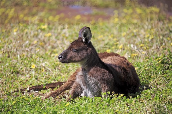 Kangaroo on Kangaroo Island